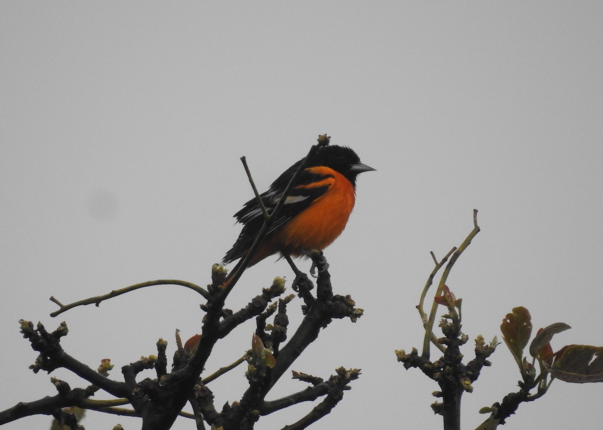 Baltimore Oriole - Rudy Botzoc @ChileroBirding