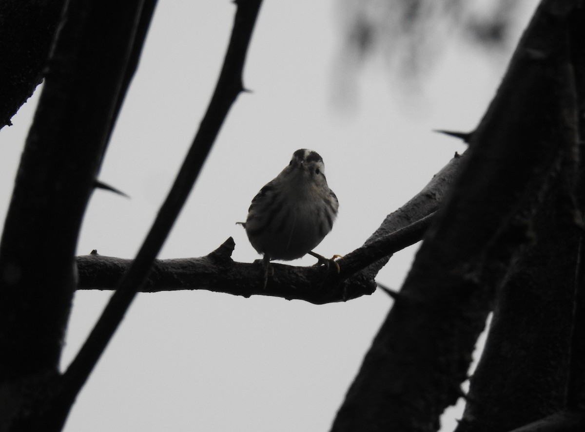 Black-and-white Warbler - Rudy Botzoc @ChileroBirding