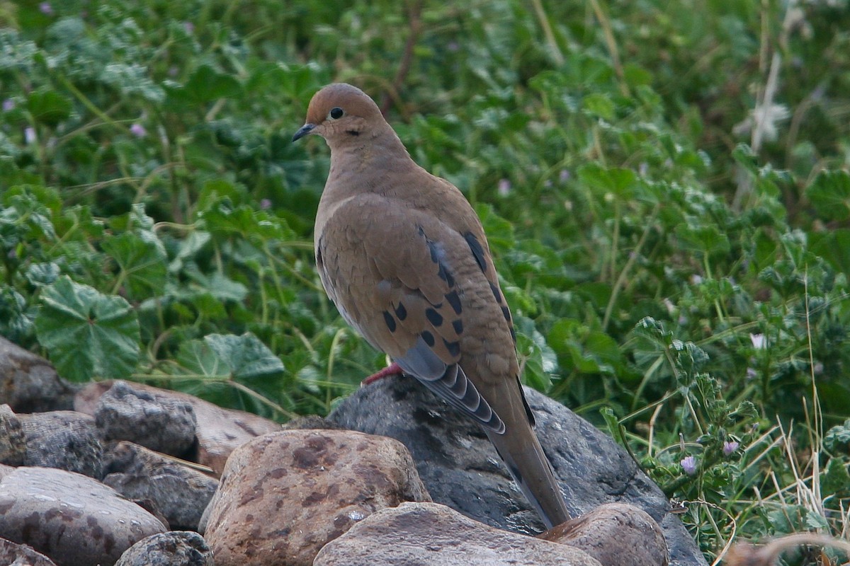 Mourning Dove - ML163938141