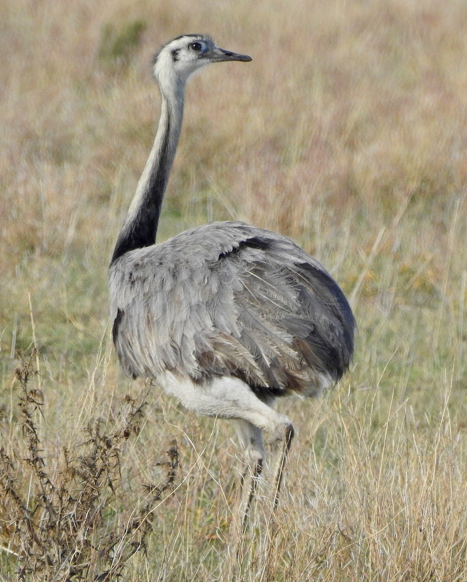 Greater Rhea - ML163939341