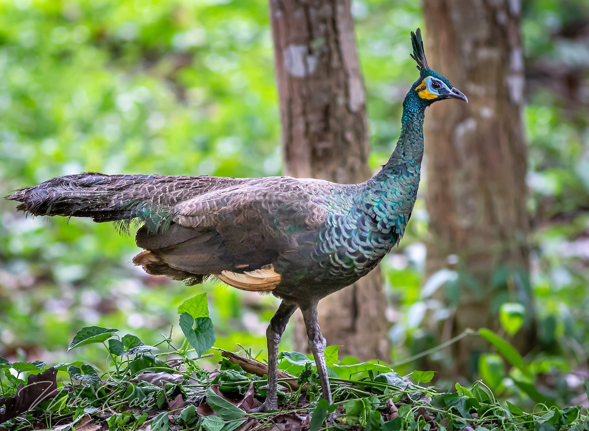 Pavo Real Cuelliverde - ML163941811