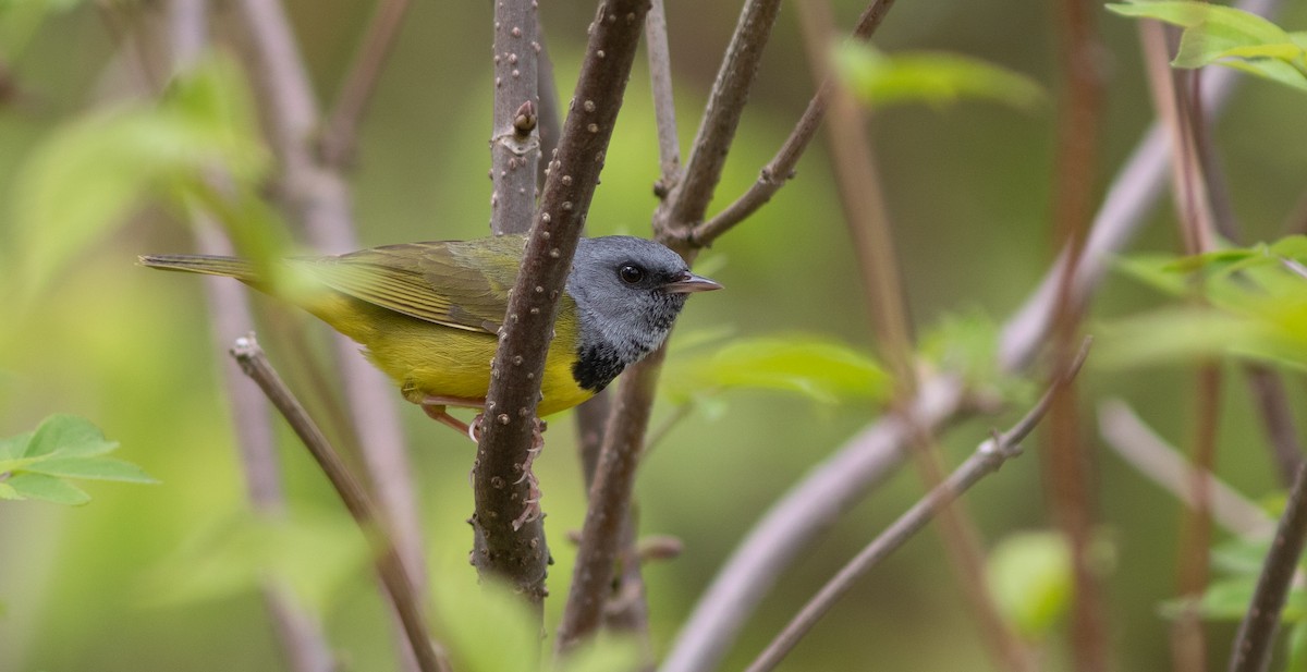 Mourning Warbler - Doug Hitchcox