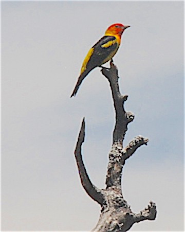 Western Tanager - ML163942851