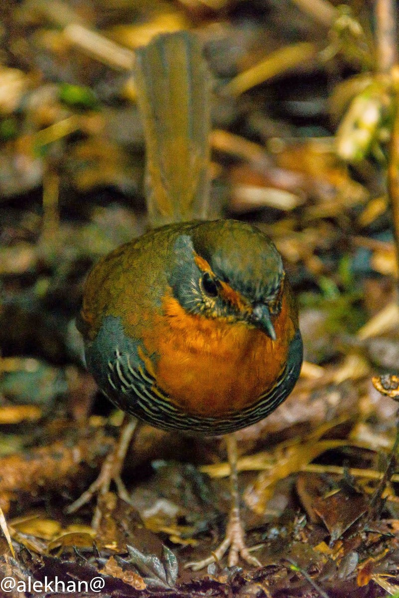 Chucao Tapaculo - ML163942941