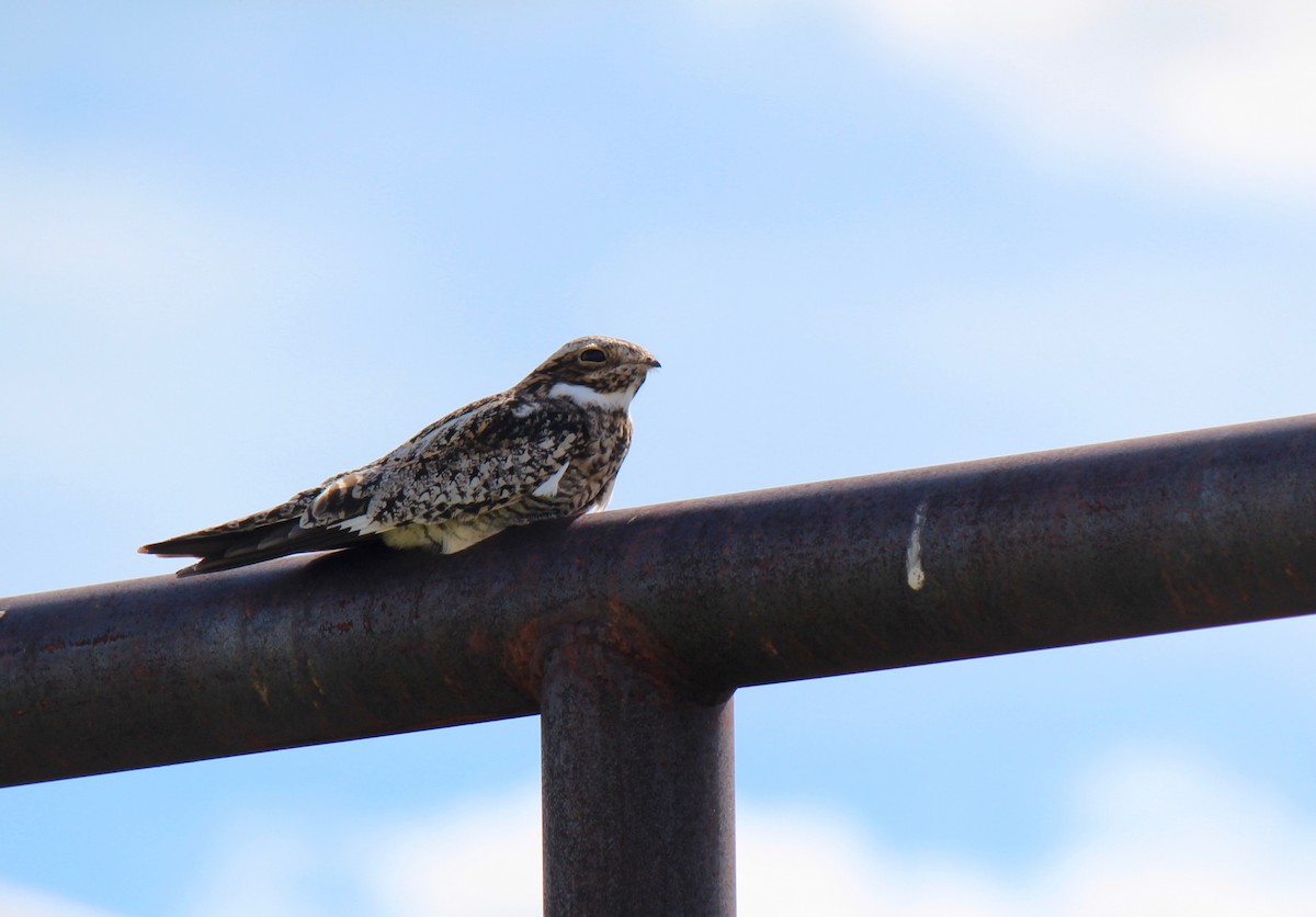 Common Nighthawk - ML163947051