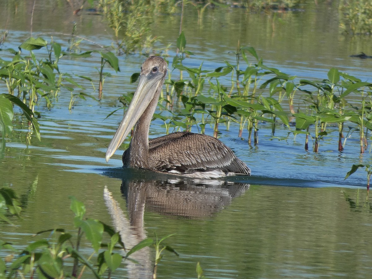 Brown Pelican - ML163947621