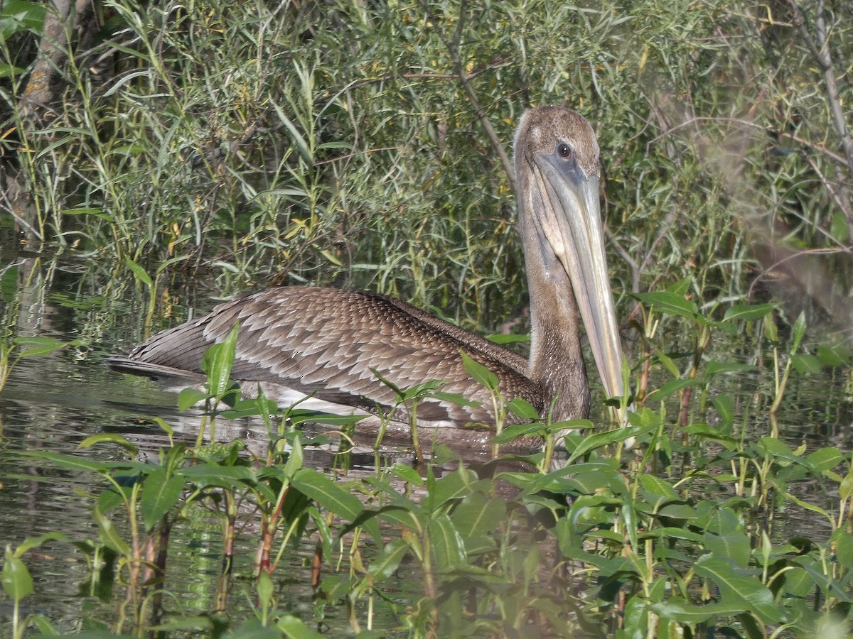 Brown Pelican - ML163947641