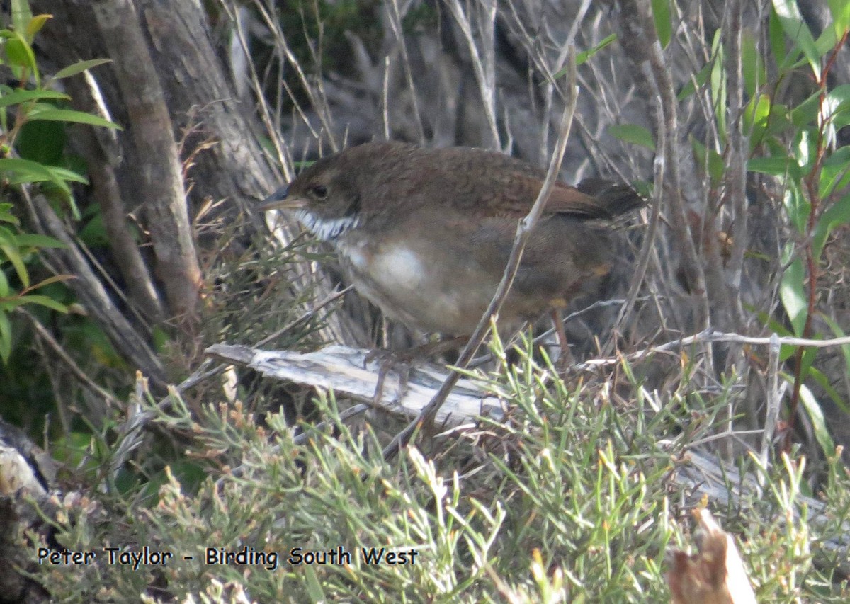 Noisy Scrub-bird - Peter J. Taylor