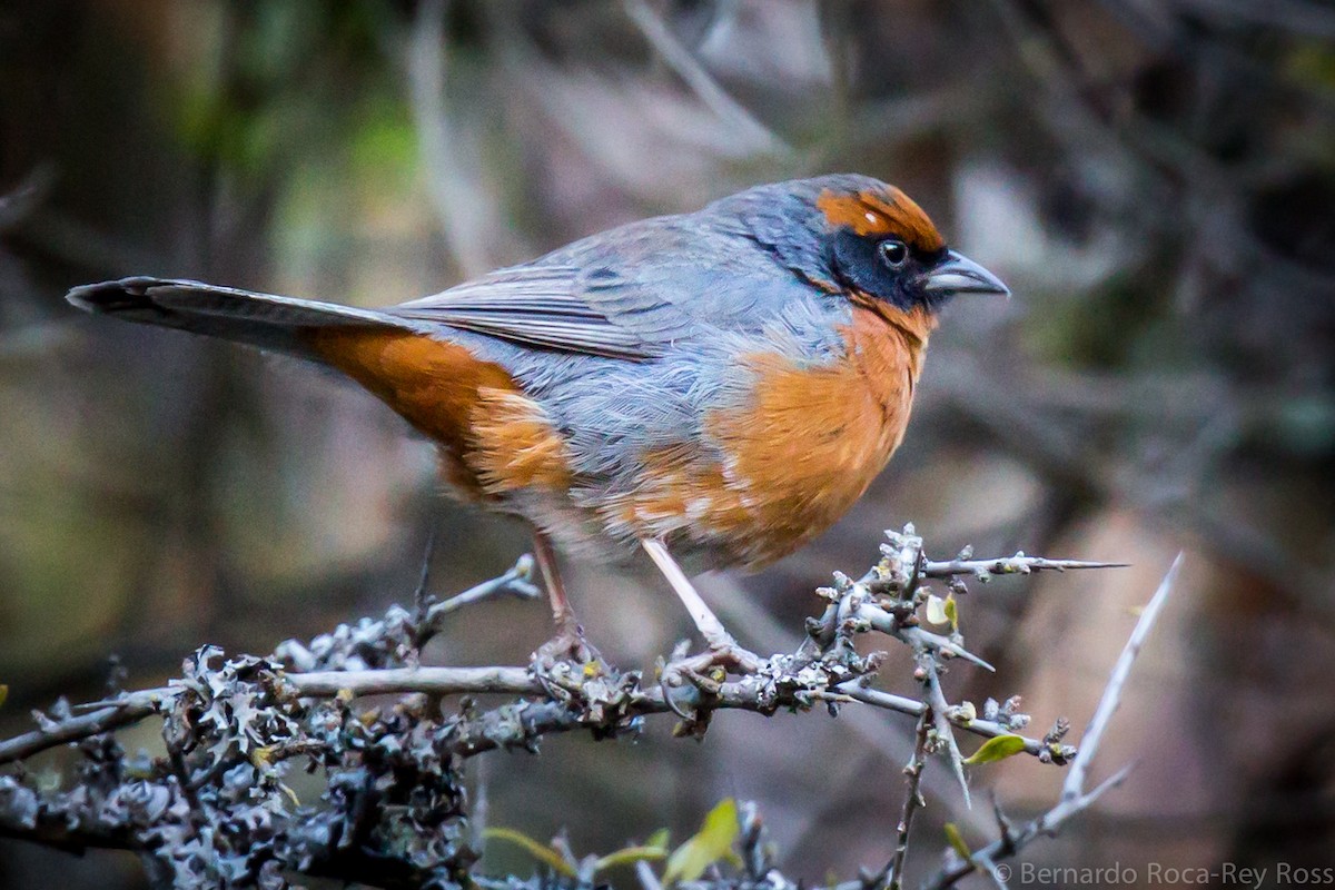 Rufous-breasted Warbling Finch - Bernardo Roca-Rey Ross