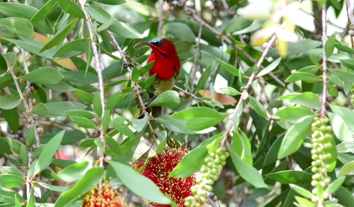 Crimson Sunbird - ML163954881