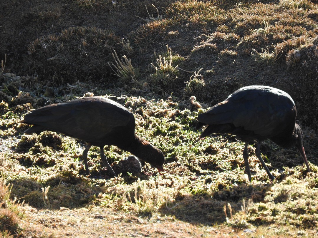 Puna Ibis - Pablo Galdames