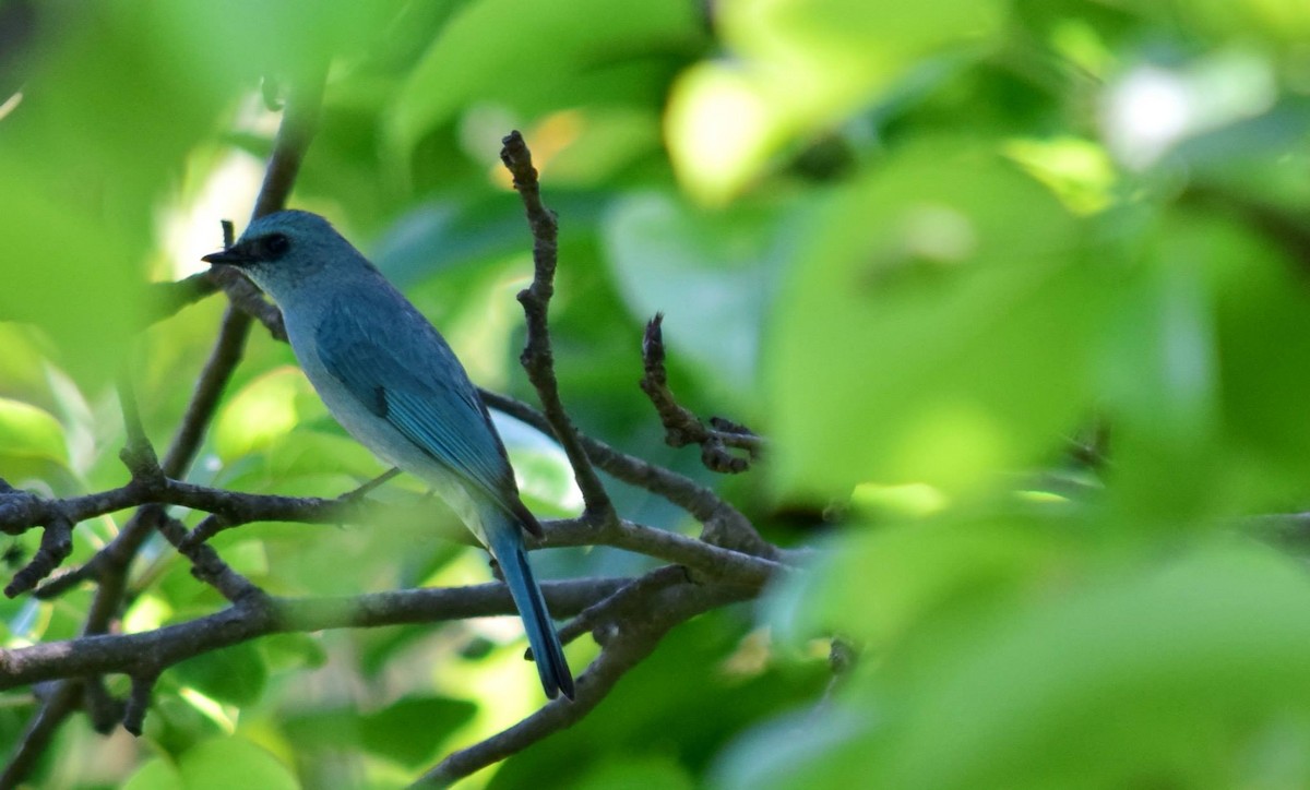 Verditer Flycatcher - ML163955611