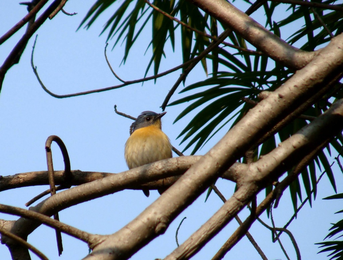 Tickell's Blue Flycatcher - ML163956151