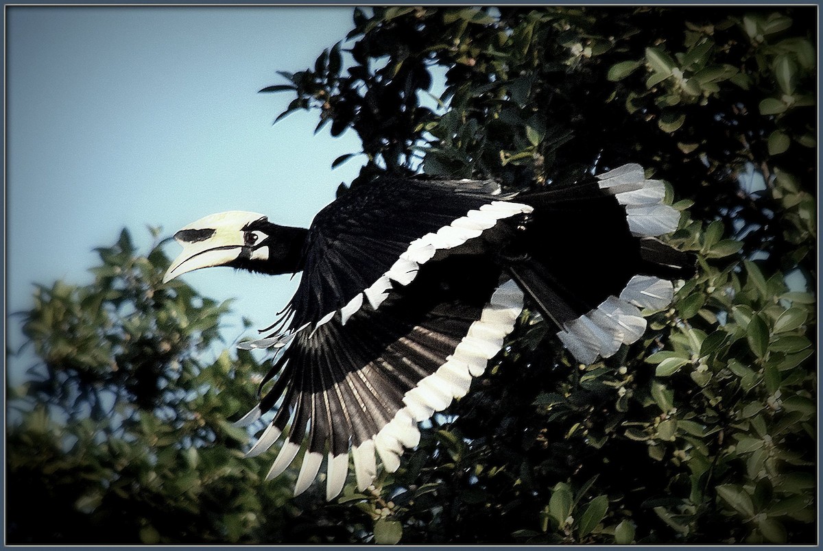 Oriental Pied-Hornbill - ML163956791