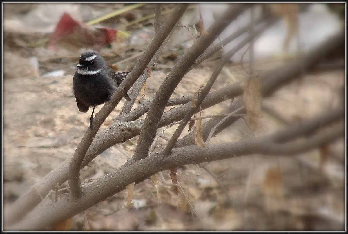 White-throated Fantail - ML163956971