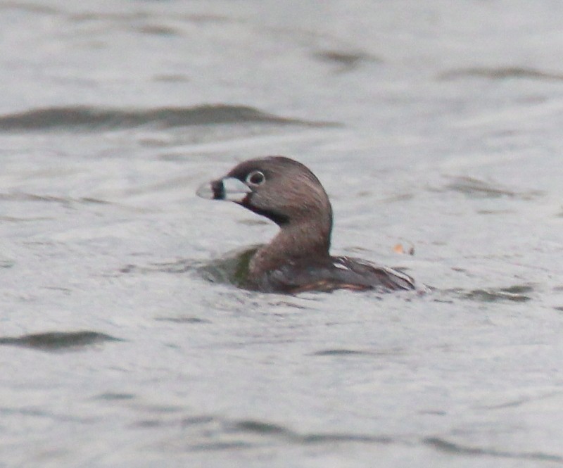 Pied-billed Grebe - ML163957101