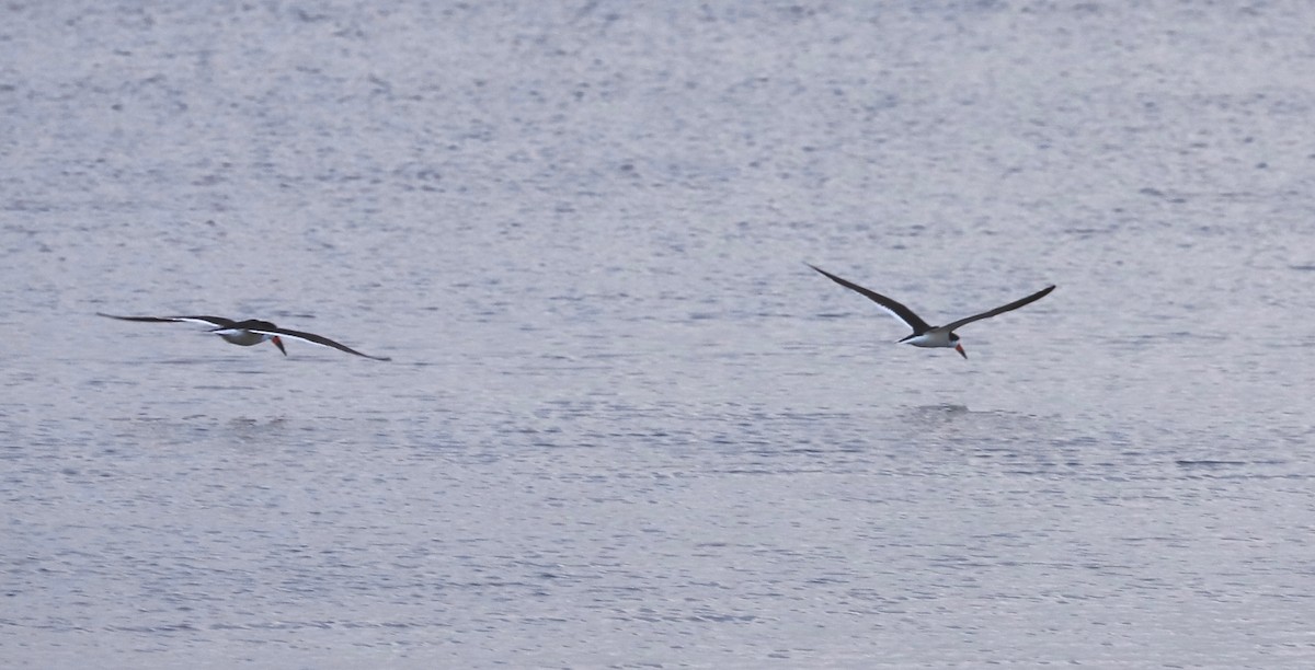 Rayador Americano - ML163958341