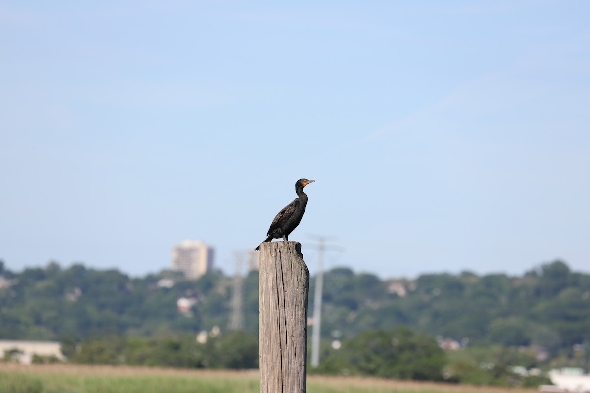 Double-crested Cormorant - John L