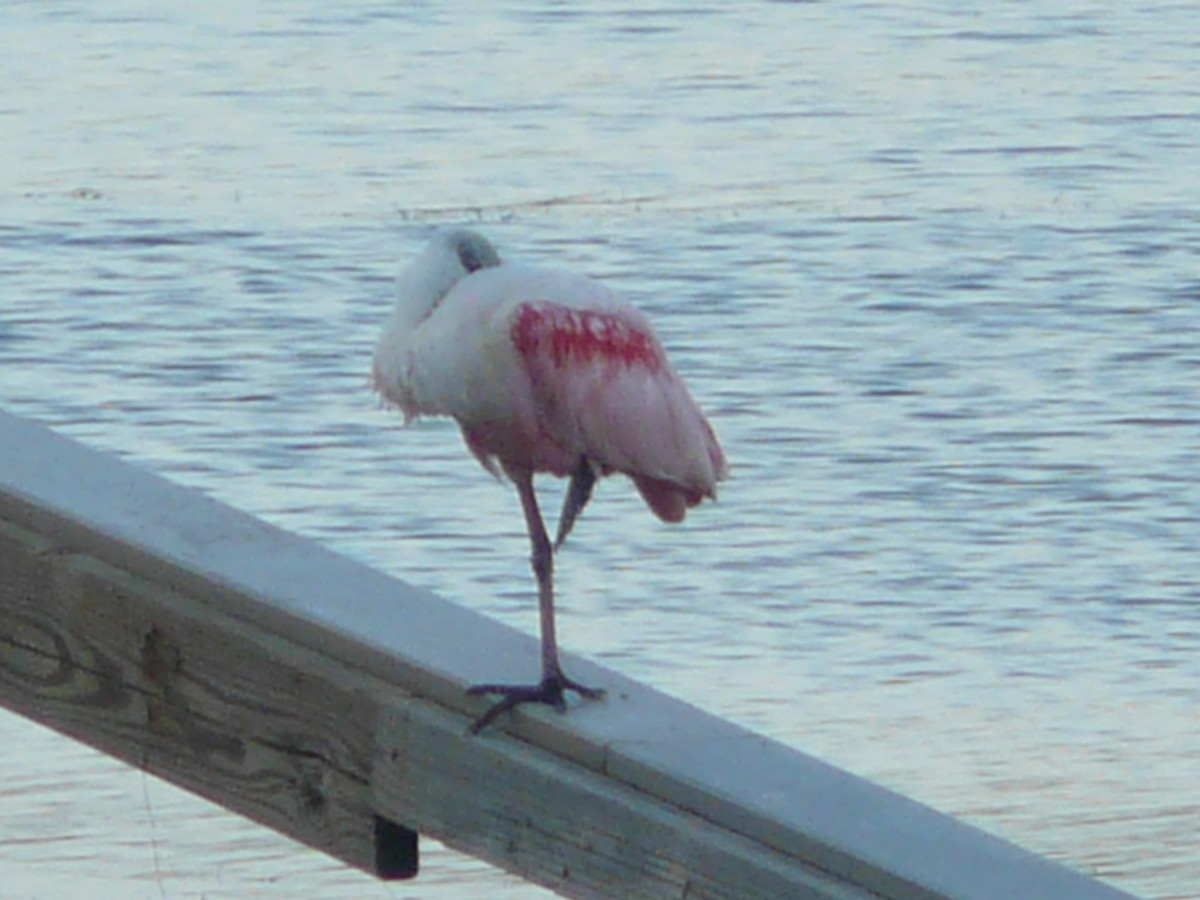 Roseate Spoonbill - ML163958531