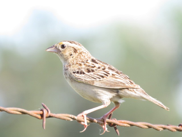 Grasshopper Sparrow - Eric Ongman