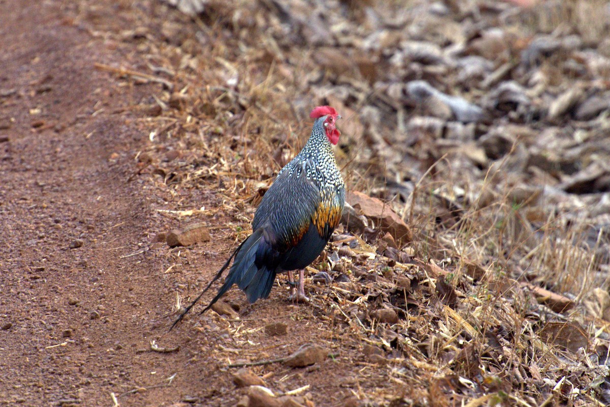 Gray Junglefowl - ML163960981