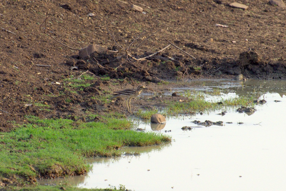 Indian Thick-knee - ML163961051