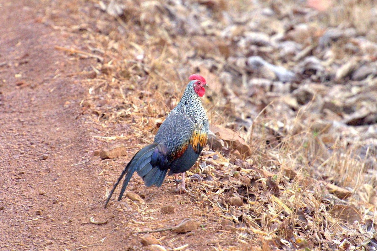 Gray Junglefowl - ML163961061