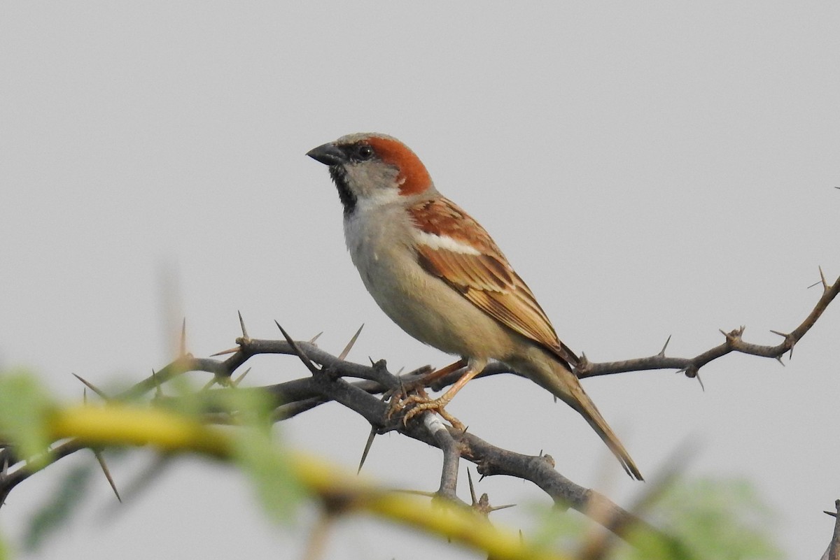 Sind Sparrow - Madhu Gupta
