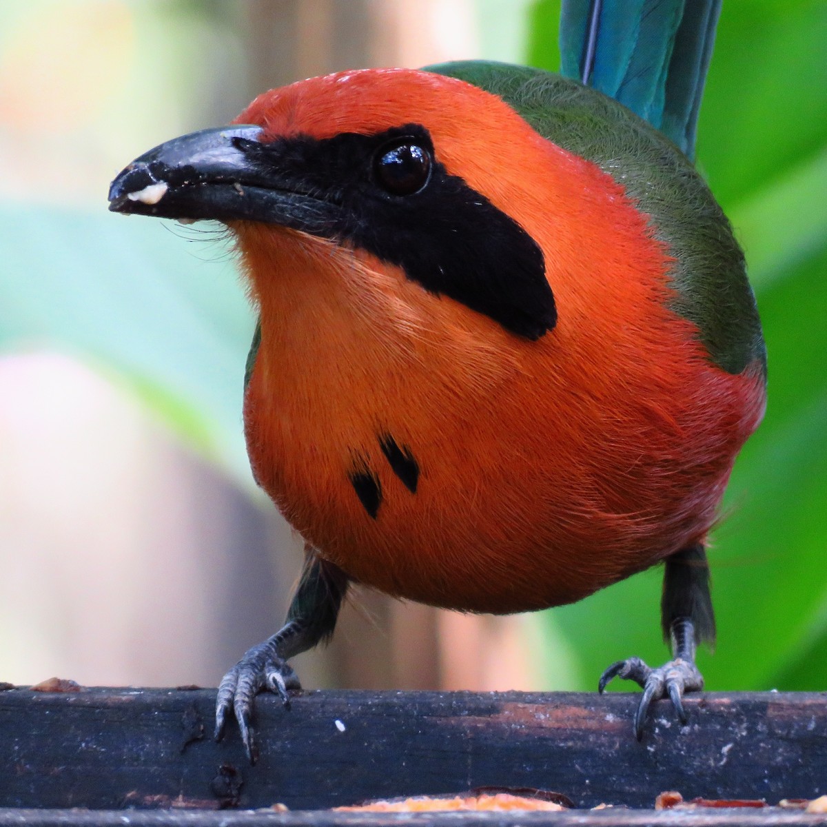 Rufous Motmot - ML163964701