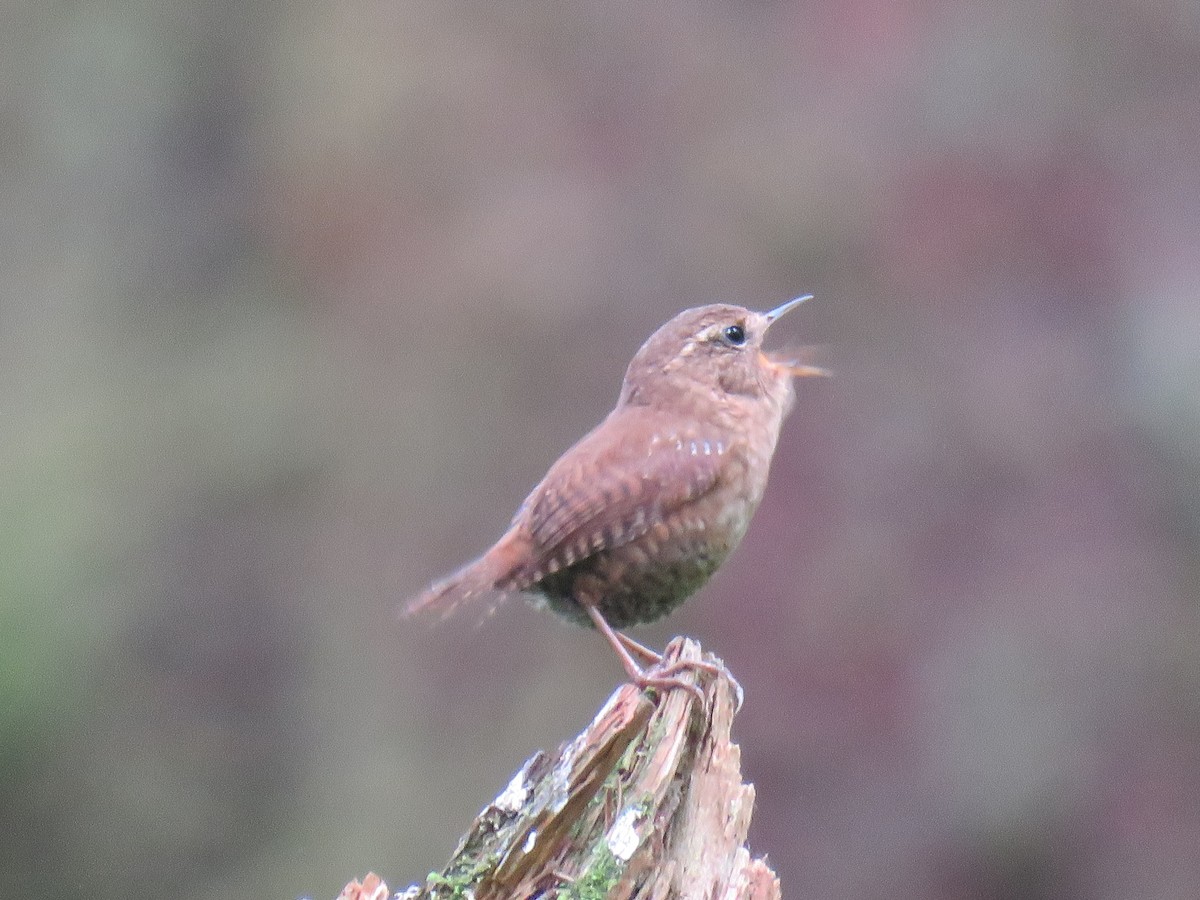 Pacific Wren - ML163965141