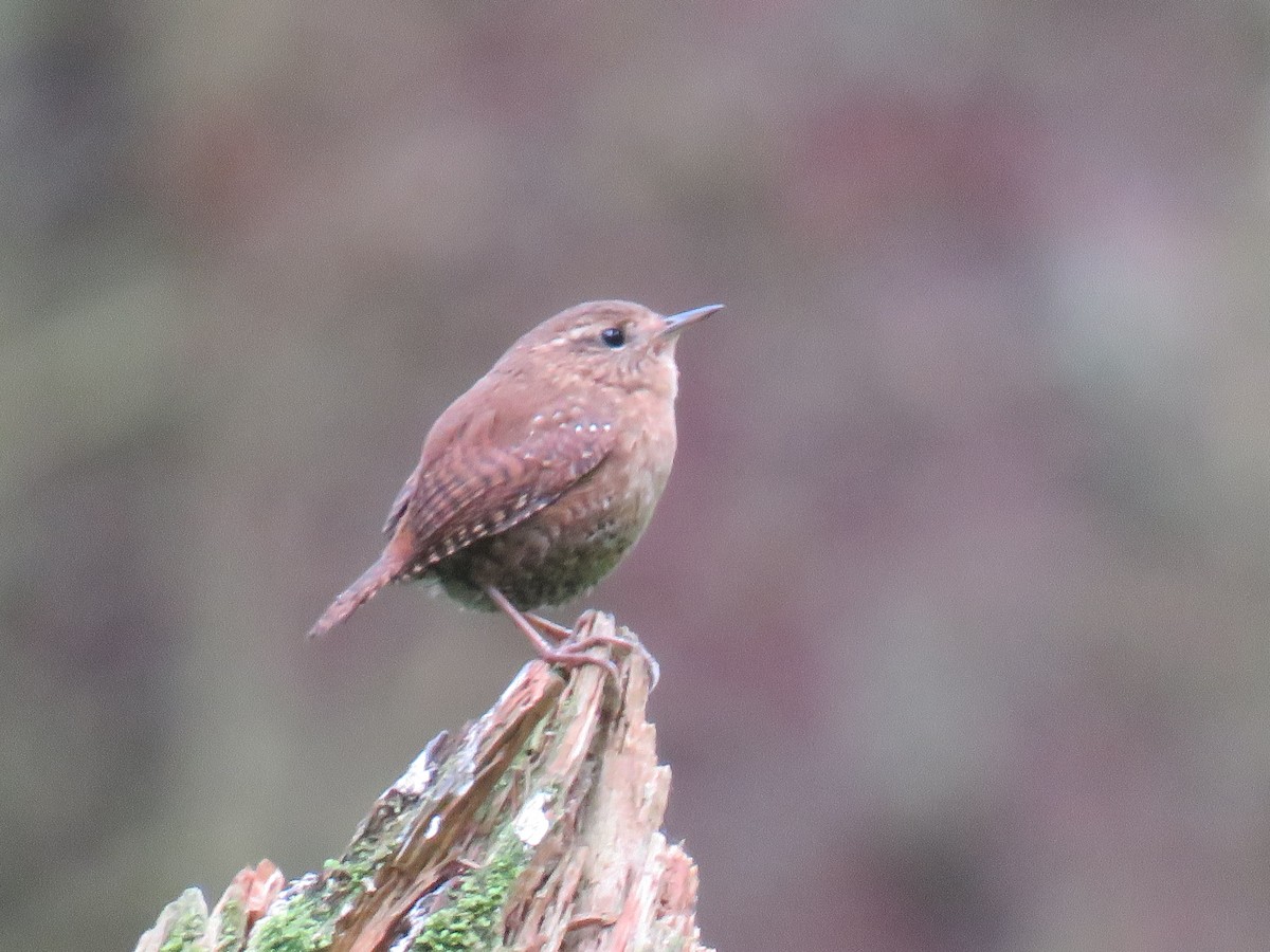 Pacific Wren - ML163965151