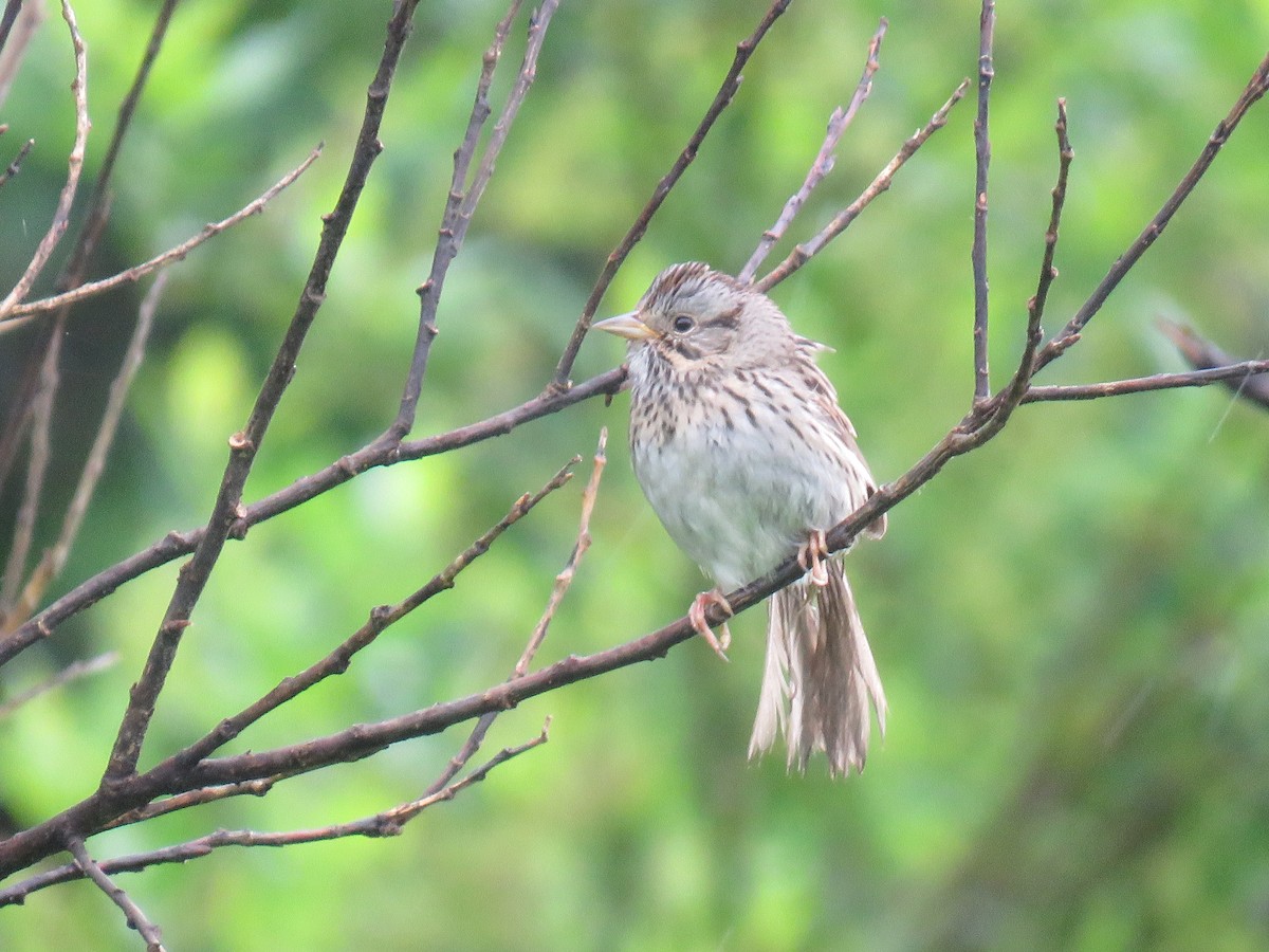 Lincoln's Sparrow - ML163965171