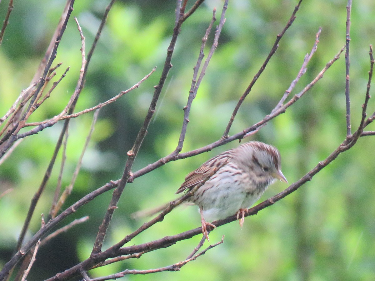 Lincoln's Sparrow - ML163965191