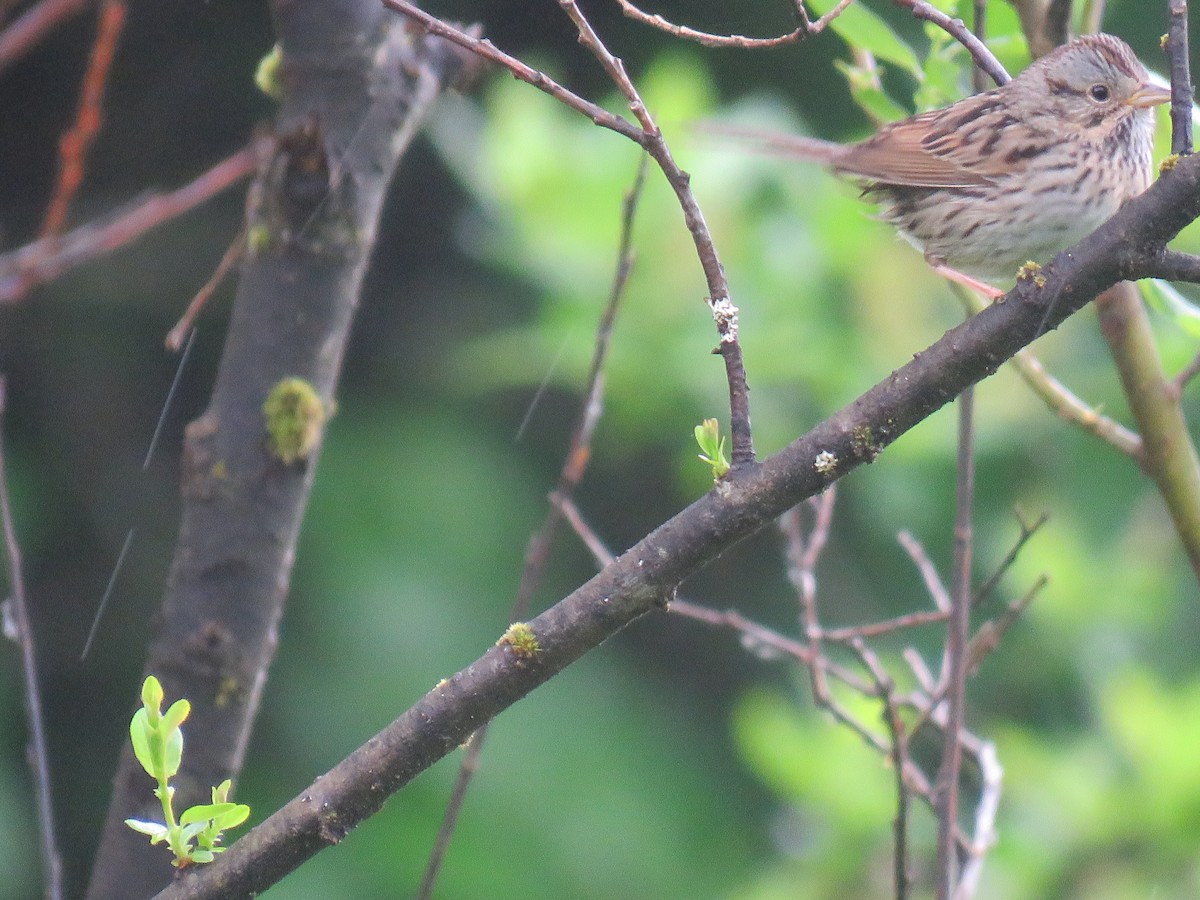 Lincoln's Sparrow - ML163965261