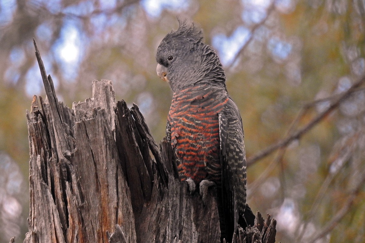 Gang-gang Cockatoo - Deb & Rod R