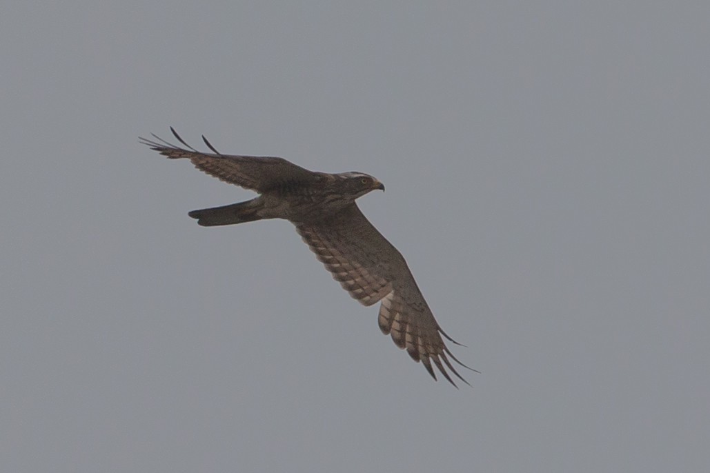 Gray-faced Buzzard - ML163969561