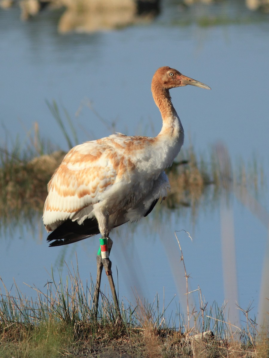 Whooping Crane - Kenneth Schneider