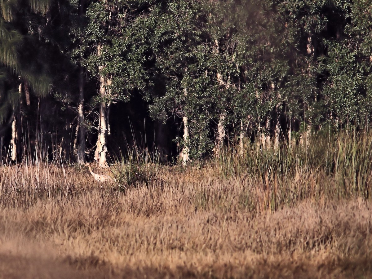 Whooping Crane - Kenneth Schneider