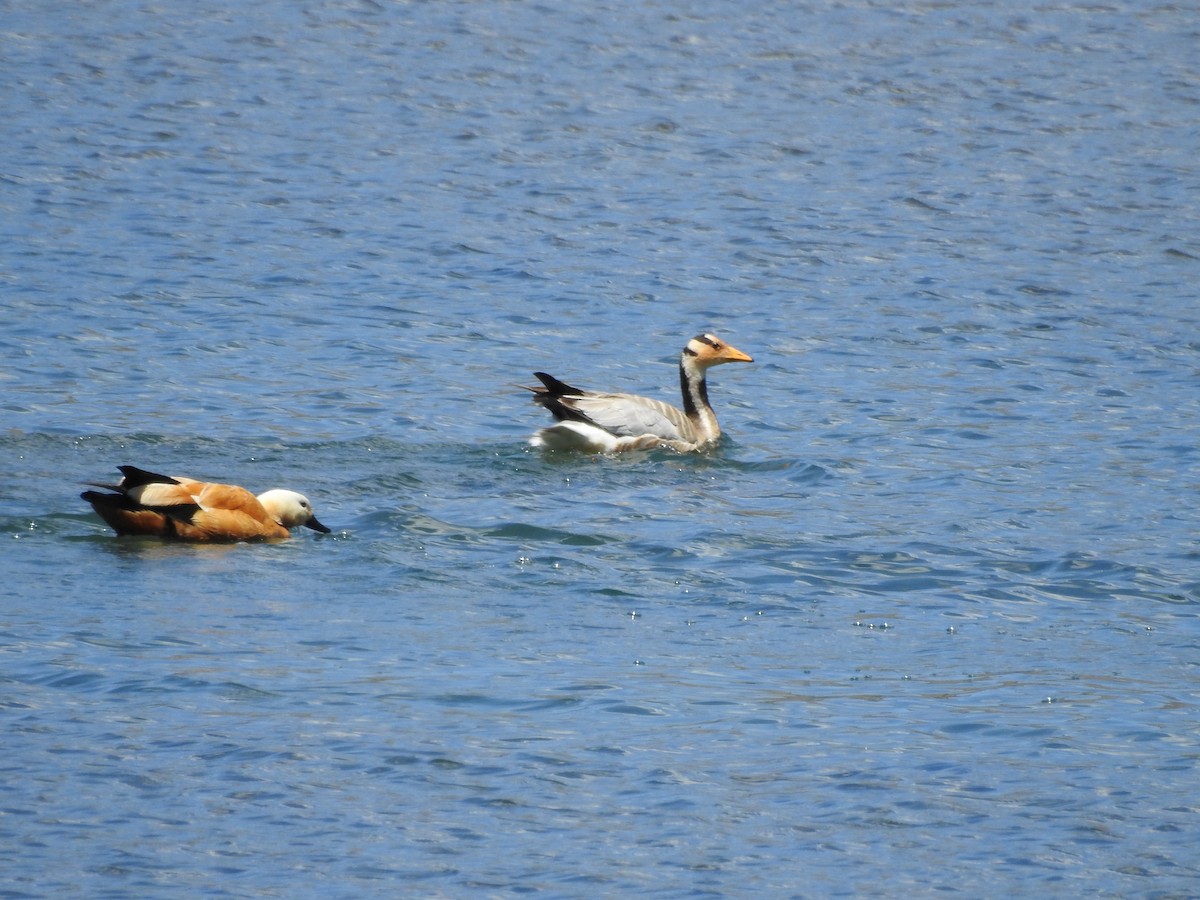 Bar-headed Goose - ML163971691