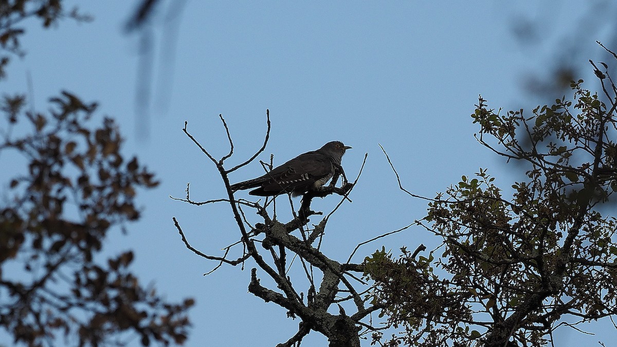 Common Cuckoo - ML163972101