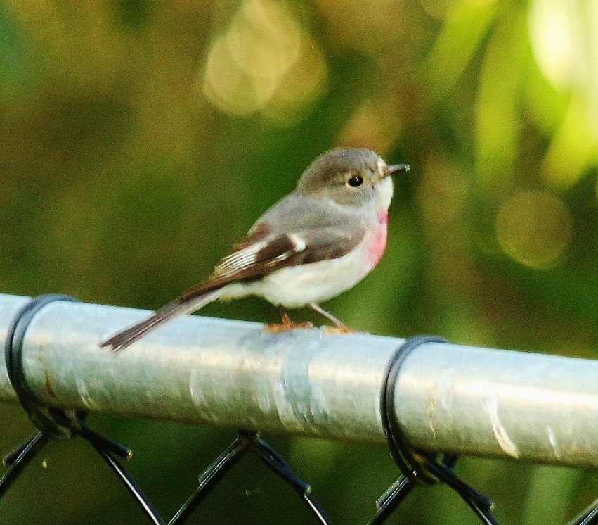 Petroica Rosada - ML163972151