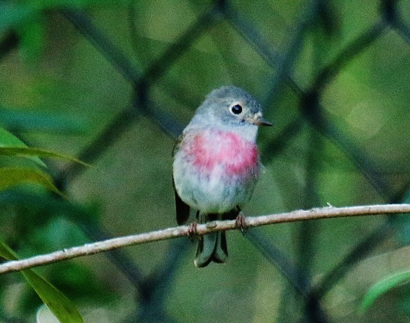 Petroica Rosada - ML163972201