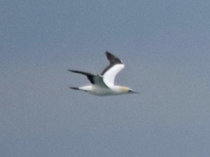 Cape Gannet - ML163974771