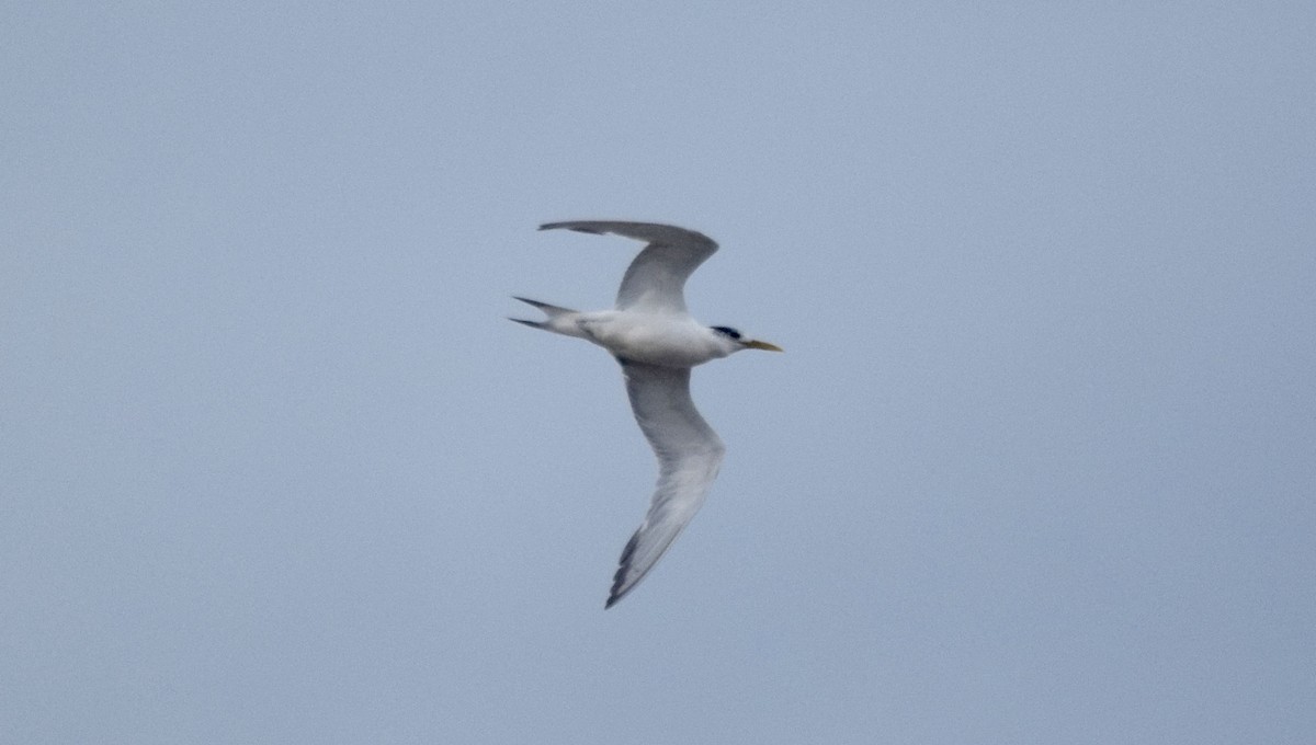 Great Crested Tern - John Bruin