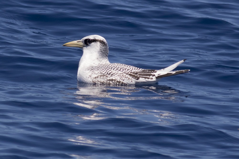 Red-billed Tropicbird - Michael Todd