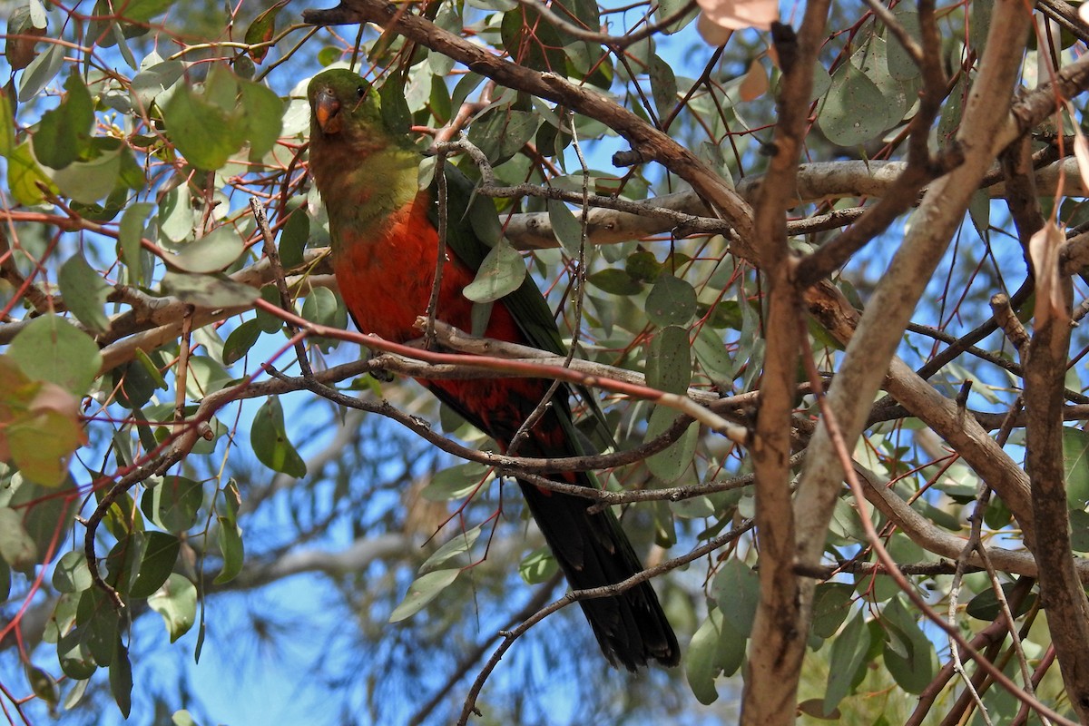 Australian King-Parrot - ML163976431