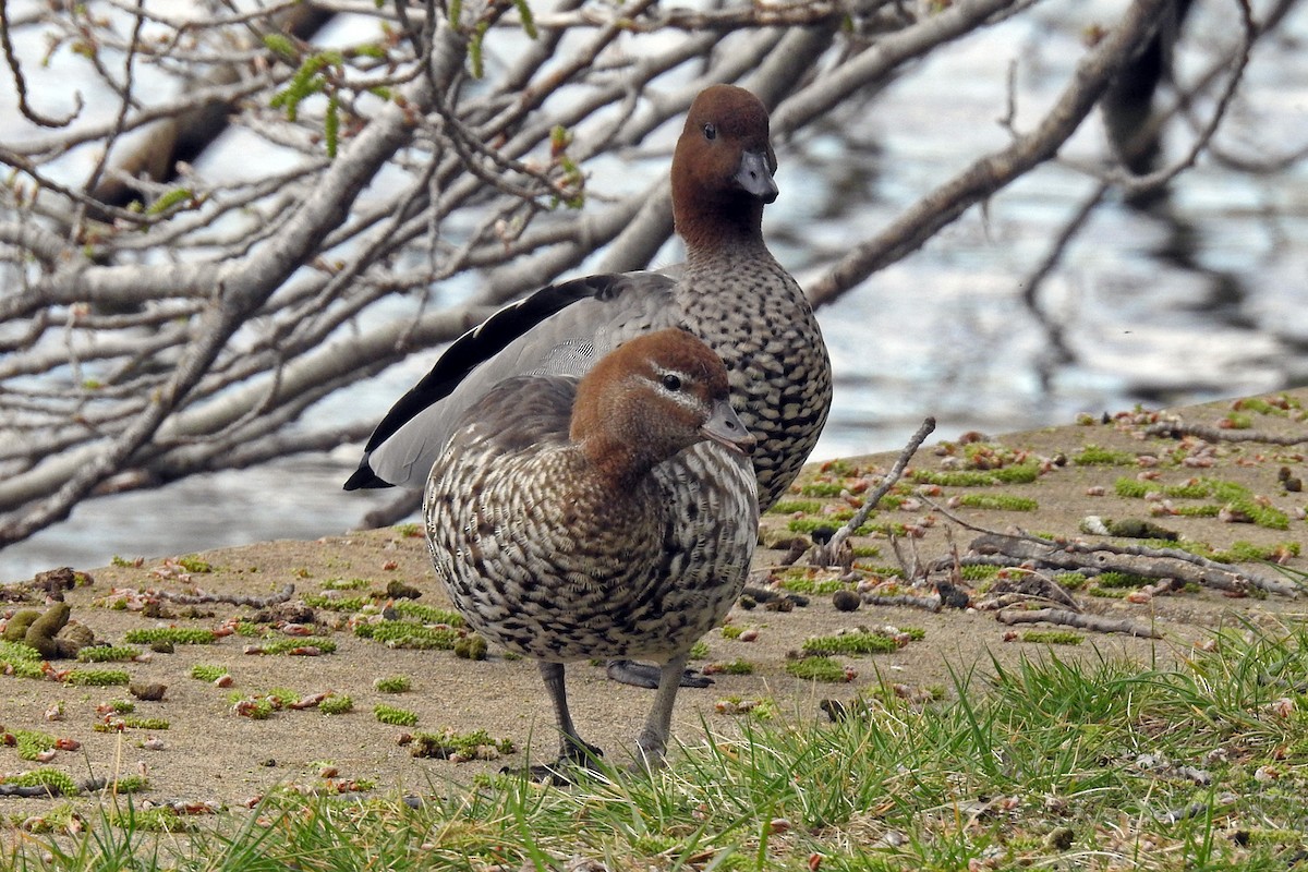 Maned Duck - ML163976681