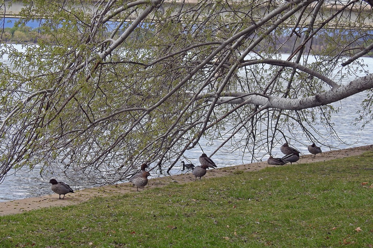 Maned Duck - ML163976691