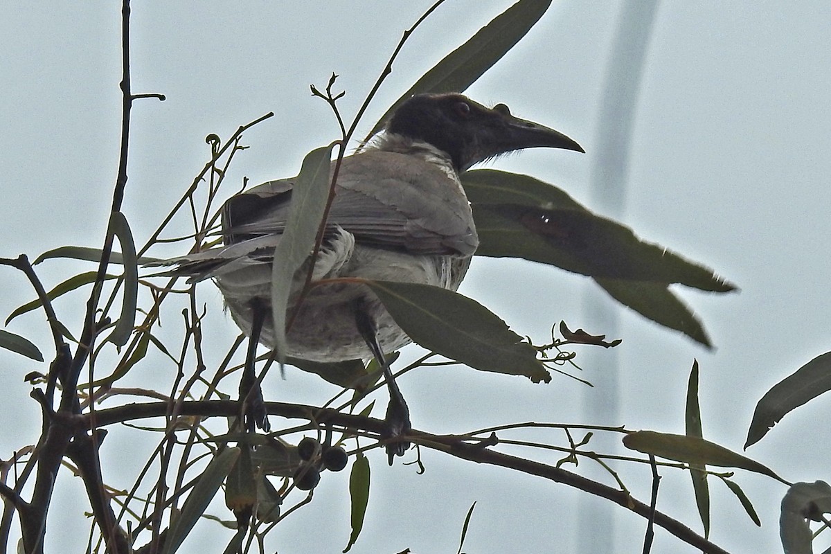 Noisy Friarbird - ML163976751