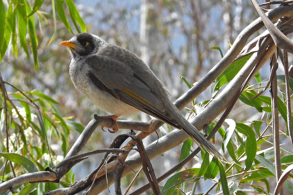 Noisy Miner - ML163977111